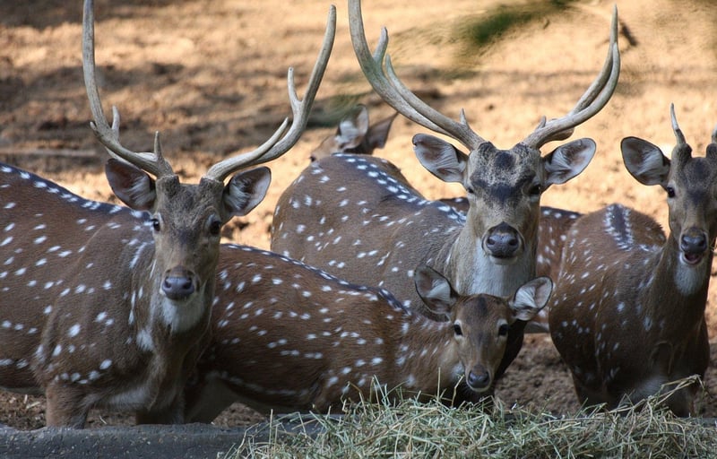 Woodland Sanctuaries