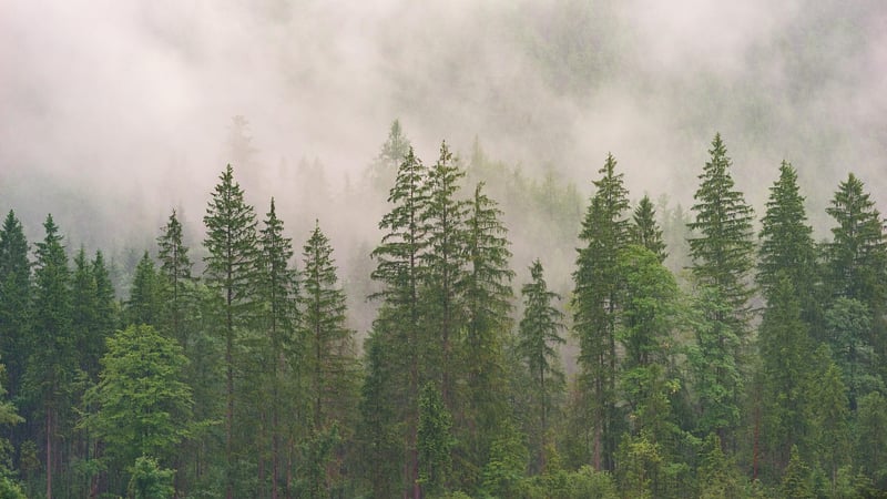 Black Forest