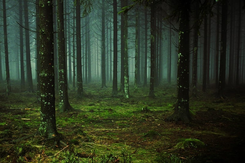 Crooked Forest, Poland